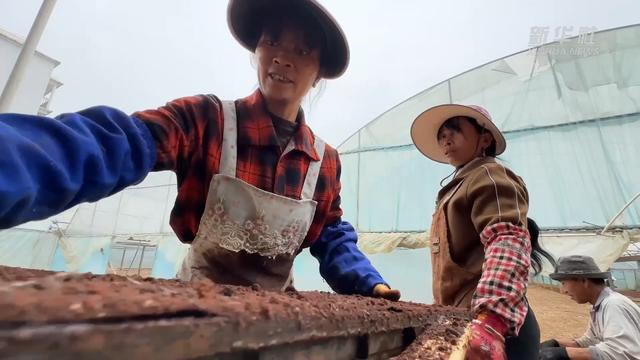 目標畝產1200公斤！袁隆平超級雜交水稻蒙自示范基地開始育秧